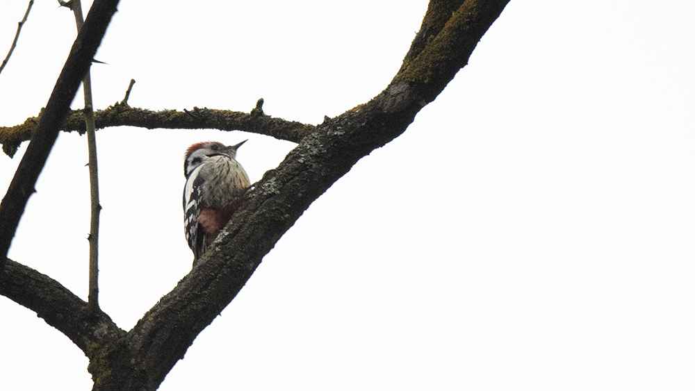 Middle Spotted Woodpecker